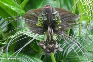 Najneobičniji cvijet na zemlji Datura na otvorenom polju