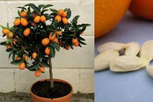 Цитрус құпиялары: лимон, апельсин және мандарин ағаштарын қалай өсіру керек
