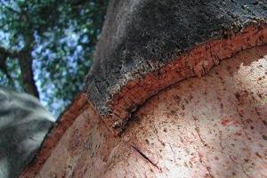 Amazing properties of the bark