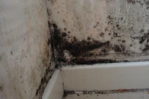 욕실 타일 및 기타 표면의 곰팡이를 제거하는 입증된 방법
