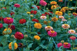 Zinnia height and flowering time