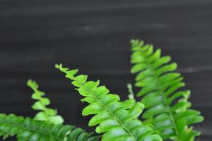 Nephrolepis at home Indoor types of nephrolepis