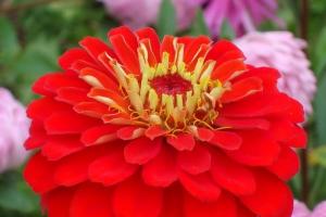 Planting zinnias in open ground and caring for them