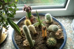 What are the features of the structure and physiology of a cactus